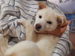 -南京Hallo宠物乐园·哈罗犬舍·柴犬繁育基地