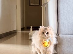 -瑞派康怡24h宠物医院·犬猫医疗中心·微创绝育(瑞景分院)