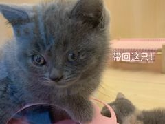 -momokira米努特·德文卷毛猫·棉花面纱犬