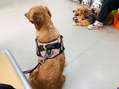 -凯瑞希宠物医院·狂犬免疫·微创·皮肤科