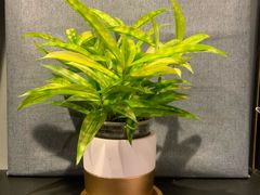 -花言草语(灵山路店)