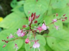 -洛阳白云山景区