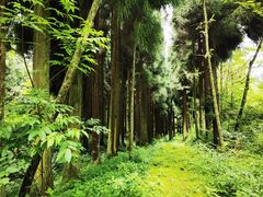 -武陵山森林公园