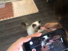 -吉丁鸟咖·异宠·寄养