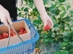 -小鱼草莓采摘园农家乐·小鱼餐厅