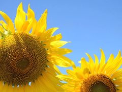 -必胜客(WOW西丽店)