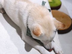 -柴务处·柴犬主题狗咖