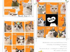 -COLOR PETS 撸猫馆·购猫·猫咖(长风大悦城店)