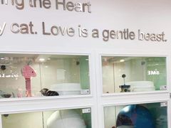 -糯米喵星人·撸猫猫舍咖啡馆(西市场嘉华店)