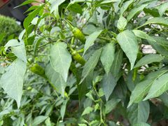 -柞水乾佑红门家菜