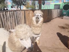 -鄂尔多斯野生动物园