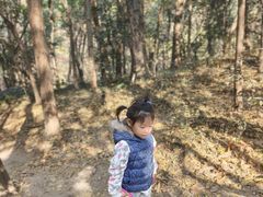 -紫金山山顶公园