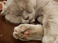 -猫友咖啡店(玉林西路店)