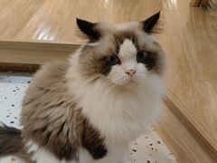 -滚猫咖啡·猫咖·猫友好撸猫(未来城店)