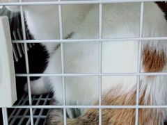 -纳吉亚猫专科动物医院(康都外科中心)