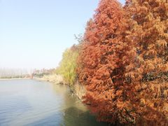 -溱湖国家湿地公园