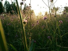 -羊亭河湿地公园