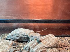 -帕帕拉兹宠物(亚洲旗舰店)