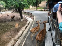 -清迈夜间动物园