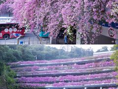 -深圳仙湖植物园