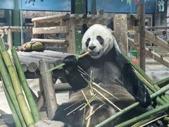 -栾川竹海野生动物园