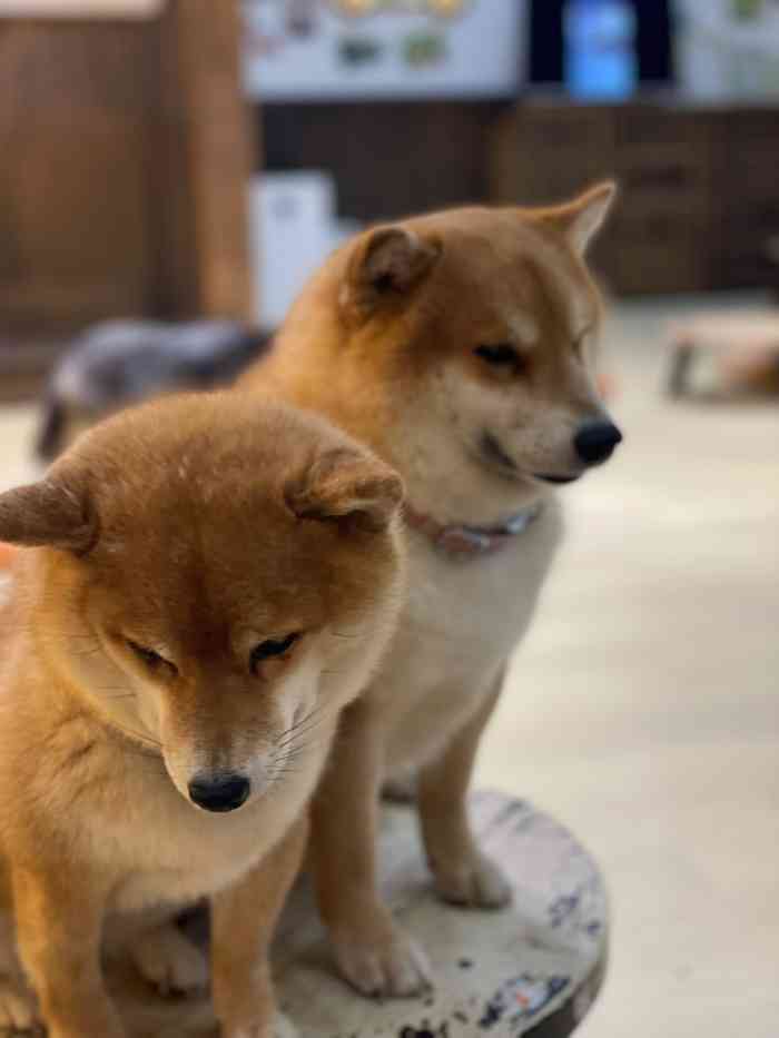 豆柴院子柴犬主题咖啡馆(三里屯旗舰店"黑豆妹妹全场跑,哪里有食物
