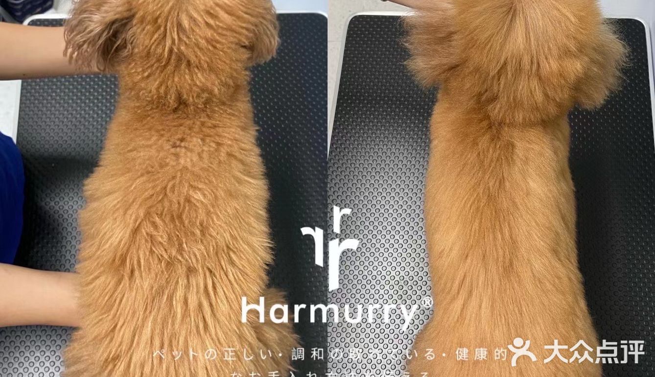 德政中老城中的宠物店