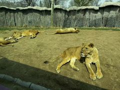 -北京野生动物园