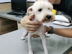 -爱侣宠医·鹦鹉专科·小型哺乳类·异宠专科(灵石路店)