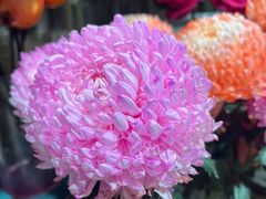 -伊藤洋华堂(温江店)
