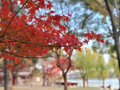 -高子水居