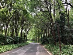 -上海滨江森林公园