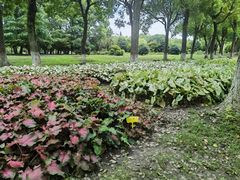 -上海鲜花港