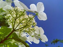 -广富林郊野公园