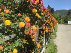 -名花谷生态庄园