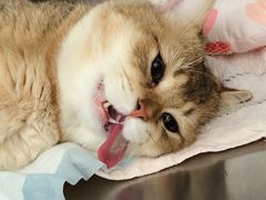 -艾贝尔宠物医院·24H转诊中心·肿瘤猫专科(江宁双龙店)