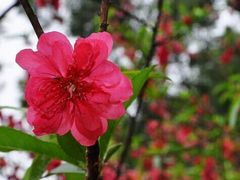 -南国桃园旅游度假区