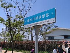 -日照海滨国家森林公园