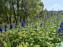 -铁山坪森林公园