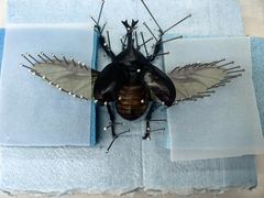 -上海昆虫博物馆