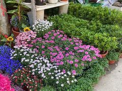 -金陵花卉交易市场