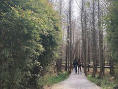 -溱湖国家湿地公园