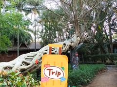 -瑞丽独树成林风景区