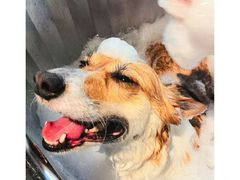 -PETKIT 小佩宠物·低压洗护·美容·寄养(安远店)