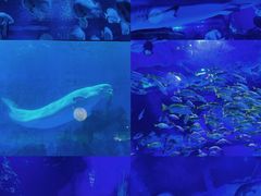 -海合安天津极地海洋公园