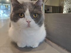 -MOCHA明星猫咖(田子坊店)