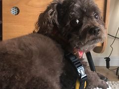 -爱侣宠医·鹦鹉专科·小型哺乳类·异宠专科(灵石路店)