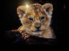 -罗红摄影艺术馆