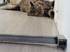 -藏猫猫咖啡主题馆(中央大道店)