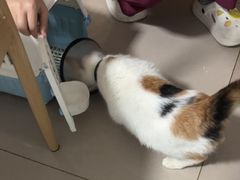 -艾贝尔宠物医院 ·中兽医·宠保定点(北门桥店)